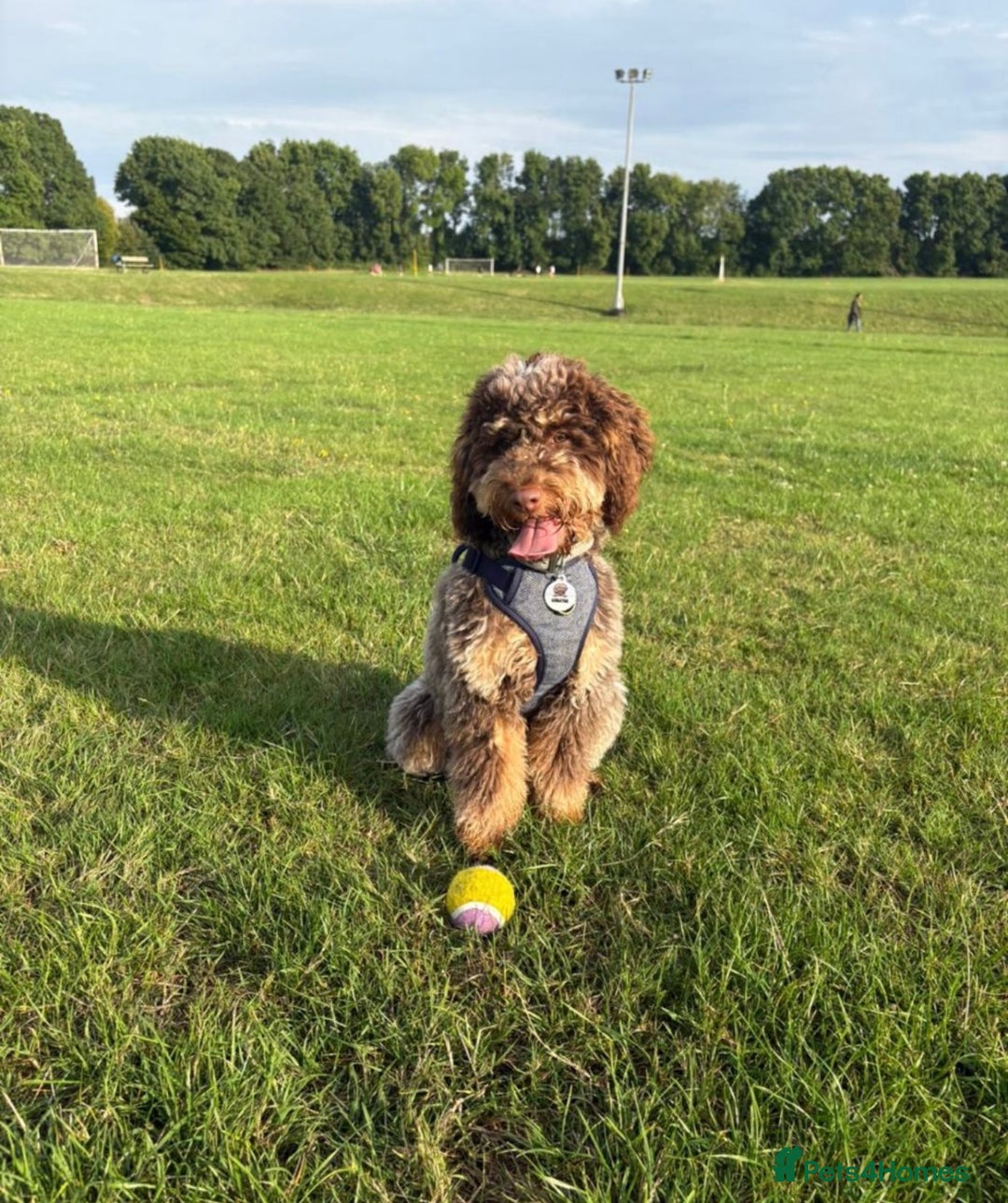 Cockapoo dogs for stud: **Proven** Cockapoo X Cavapoochon Stud - Image 28