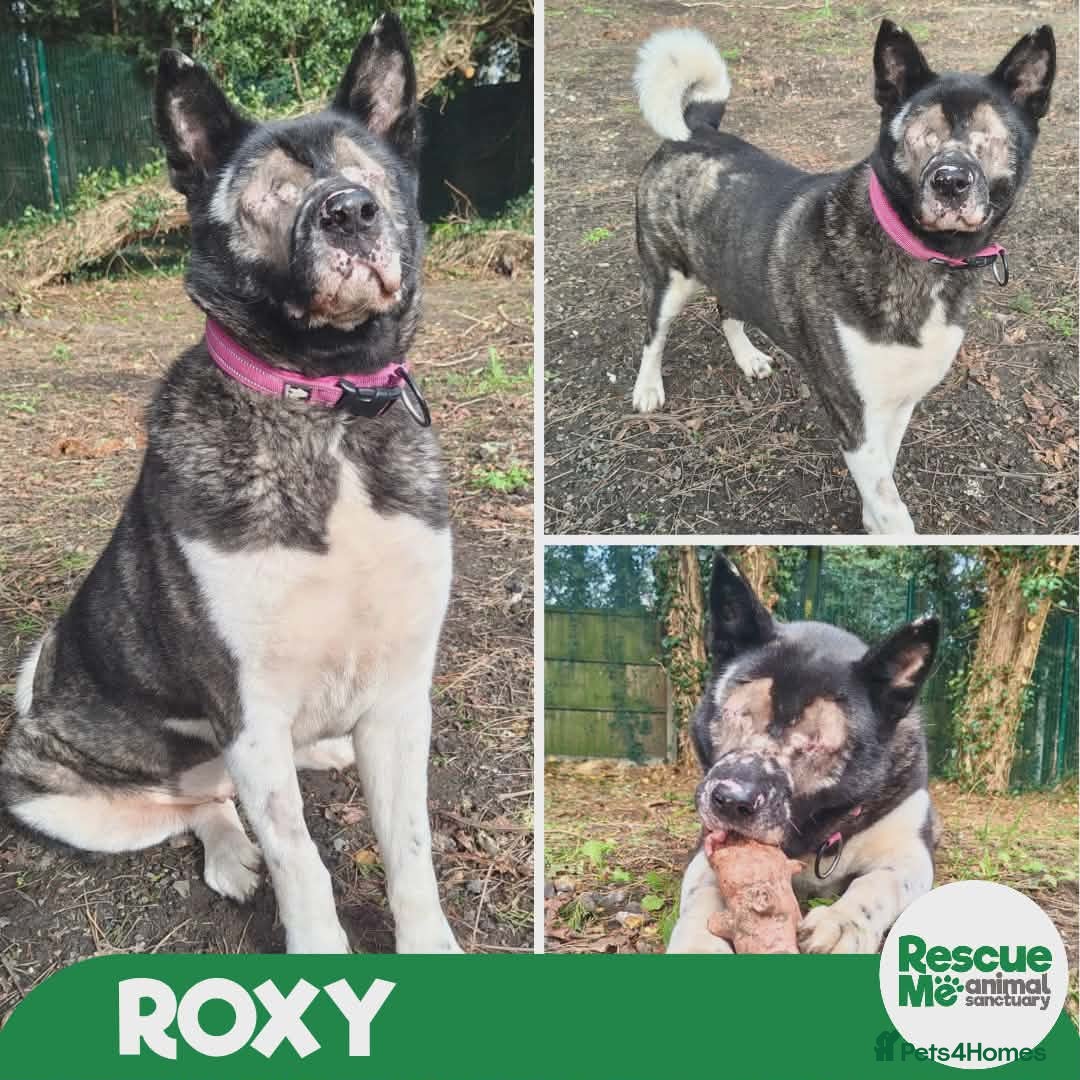 Akita dogs Roxy - Blind sweet girl - Advert 6