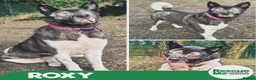 Akita dogs for adoption: Roxy - Blind sweet girl - Advert 1