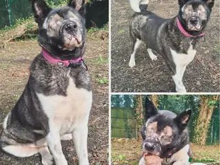 Akita dogs Roxy - Blind sweet girl - Advert 6