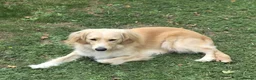 Mixed Breed dogs for adoption: BANDIT - Almost 3 yrs old, Fluffy Mixed Breed Boy in Basingstoke - Advert 2