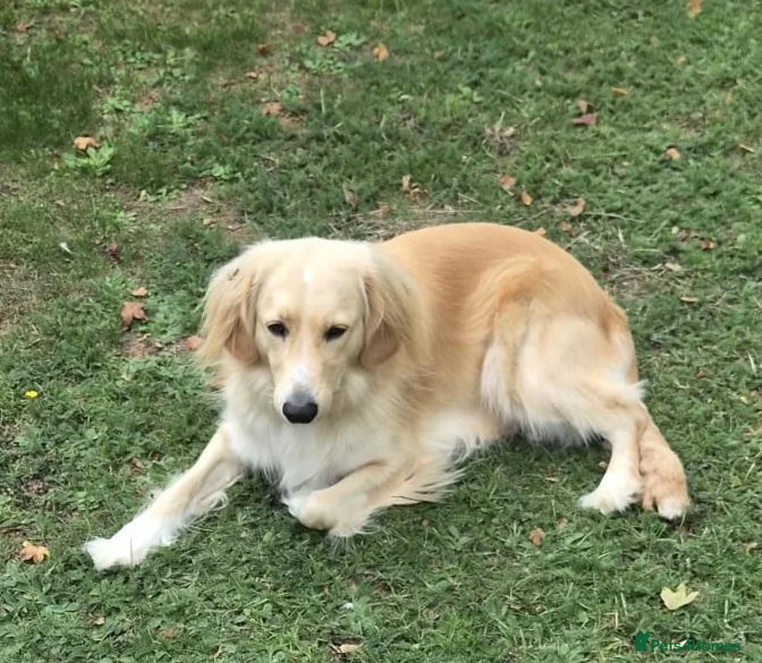 Mixed Breed dogs for adoption: BANDIT - Almost 3 yrs old, Fluffy Mixed Breed Boy in Basingstoke - Advert 2
