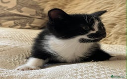 Mixed Breed cats for sale: Kittens  - Advert 15