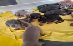 Miniature Dachshund dogs for sale: 4 x miniature dachshund pups left - Image 8
