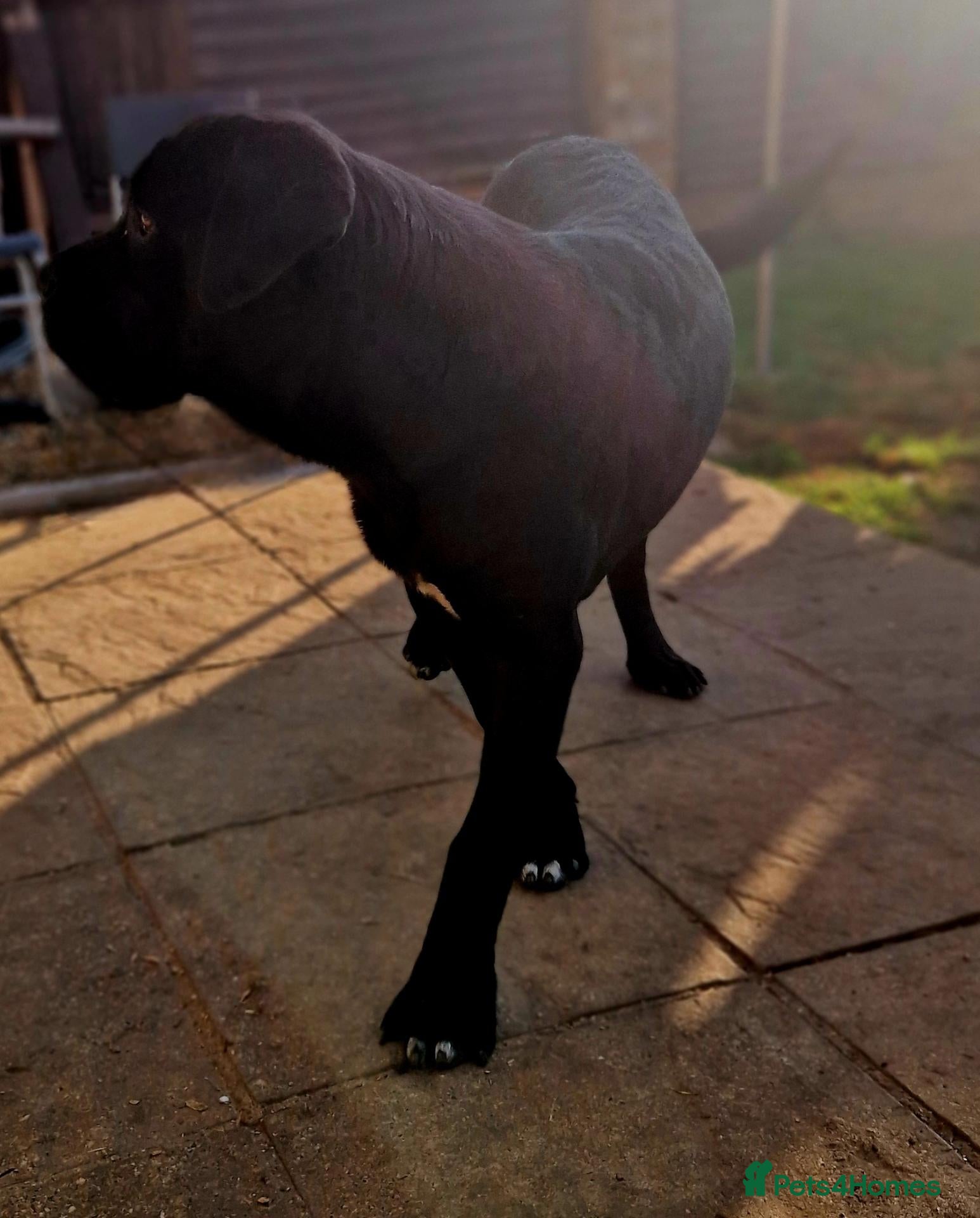 Cane Corso dogs for sale: Beautiful Black Cane Corso Male – 6 Months Old - Advert 2