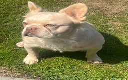 French Bulldog dogs for sale: Gorgeous fluffy Frenchie female  - Image 15