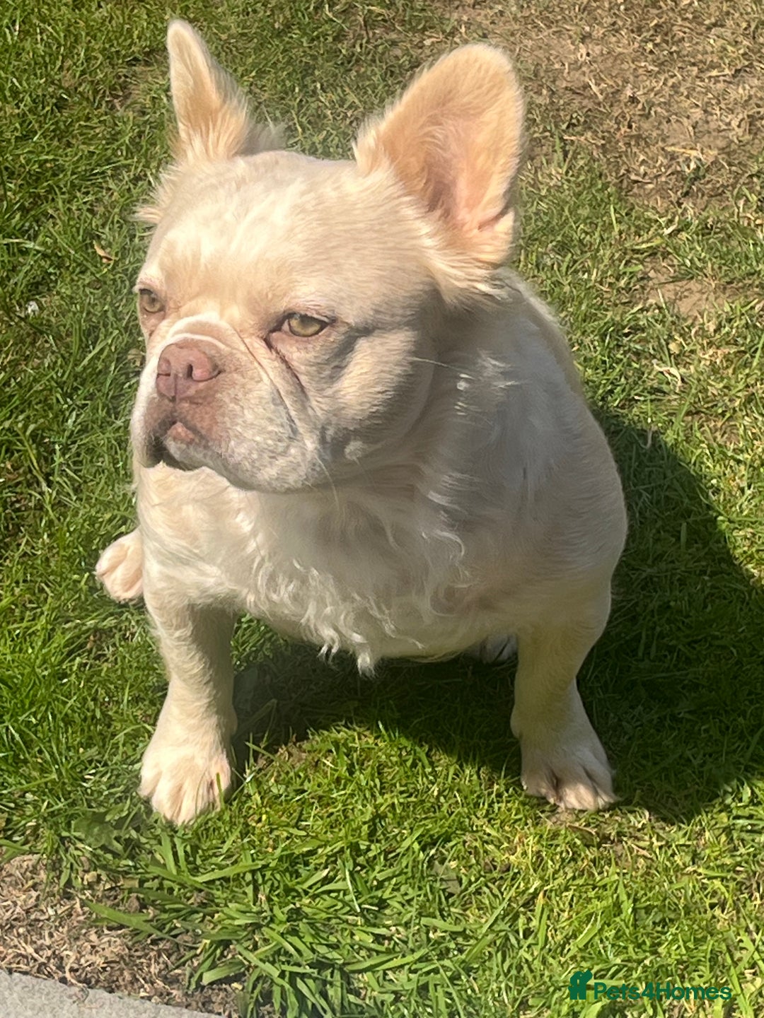 French Bulldog dogs for sale: Gorgeous fluffy Frenchie female  - Image 15
