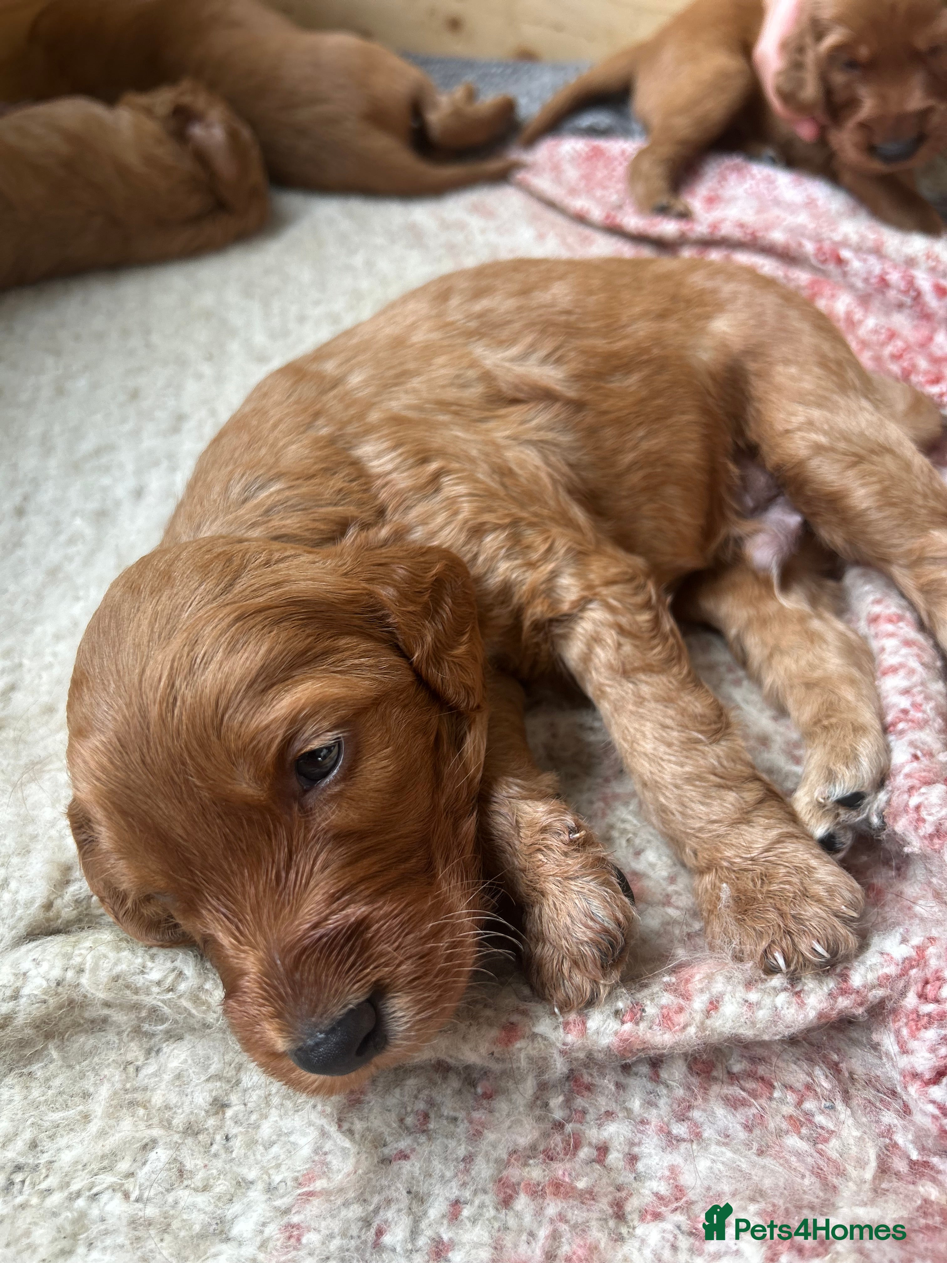 Irish Doodle dogs Irish Doodle Pups for sale  - Advert 2