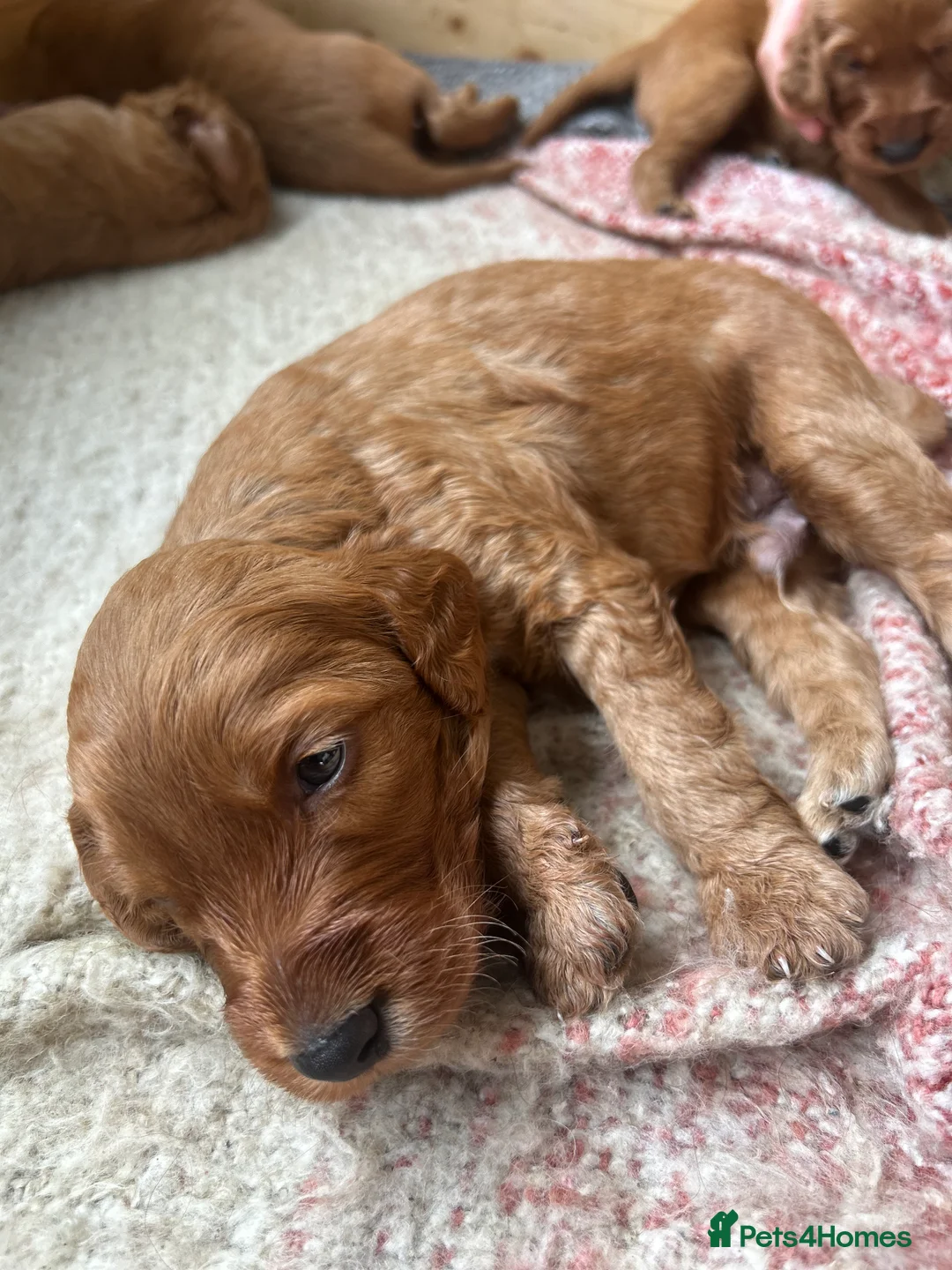 Irish Doodle dogs for sale: Irish Doodle Pups for sale  - Advert 2