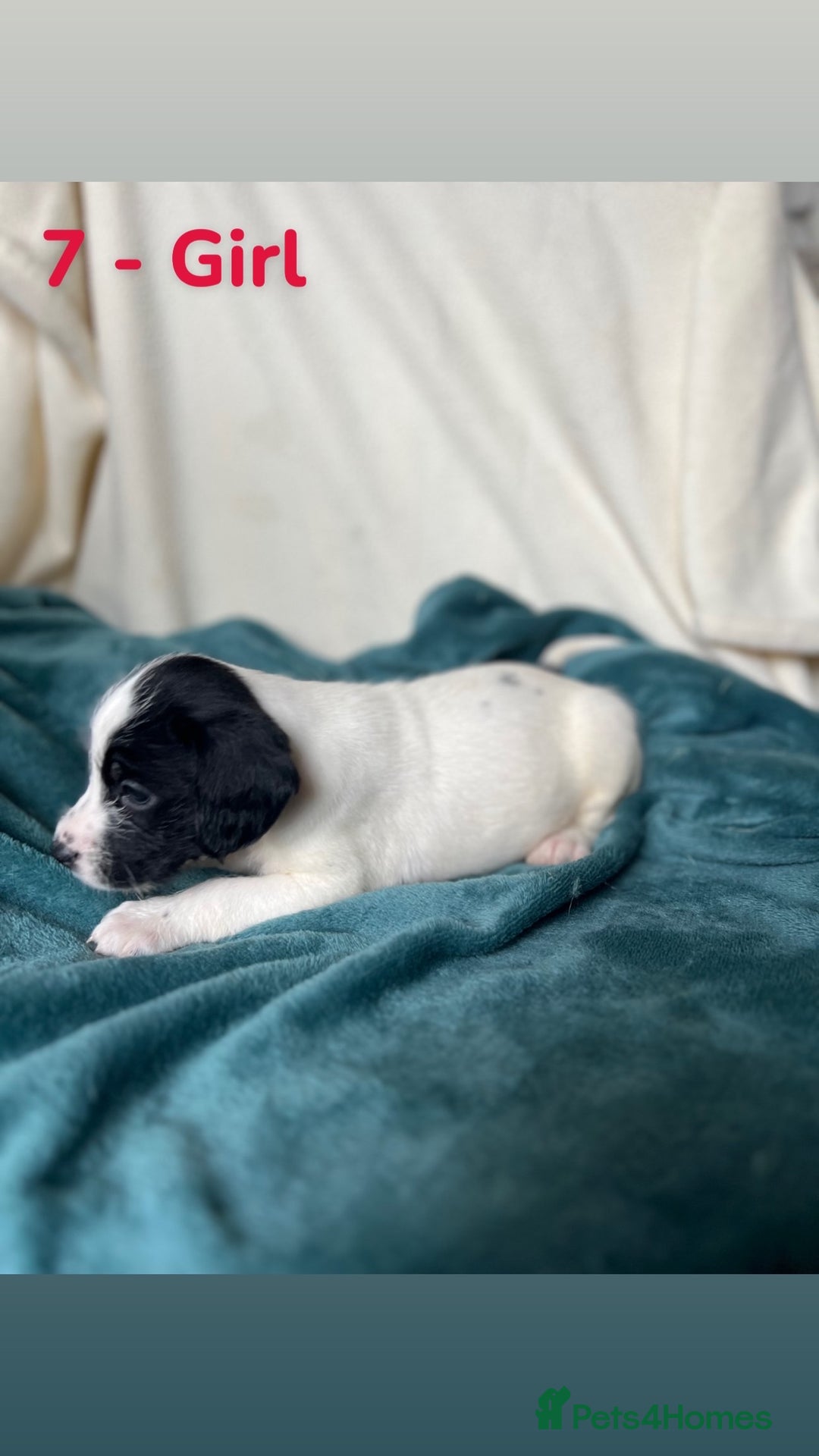 Mixed Breed dogs for sale: Old Tyme English Bulldog x Sproodle Puppies - Image 11