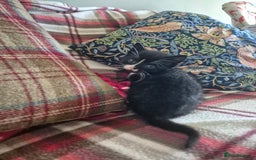 Mixed Breed cats for sale: Beautiful Kittens- Ready Now - Image 6