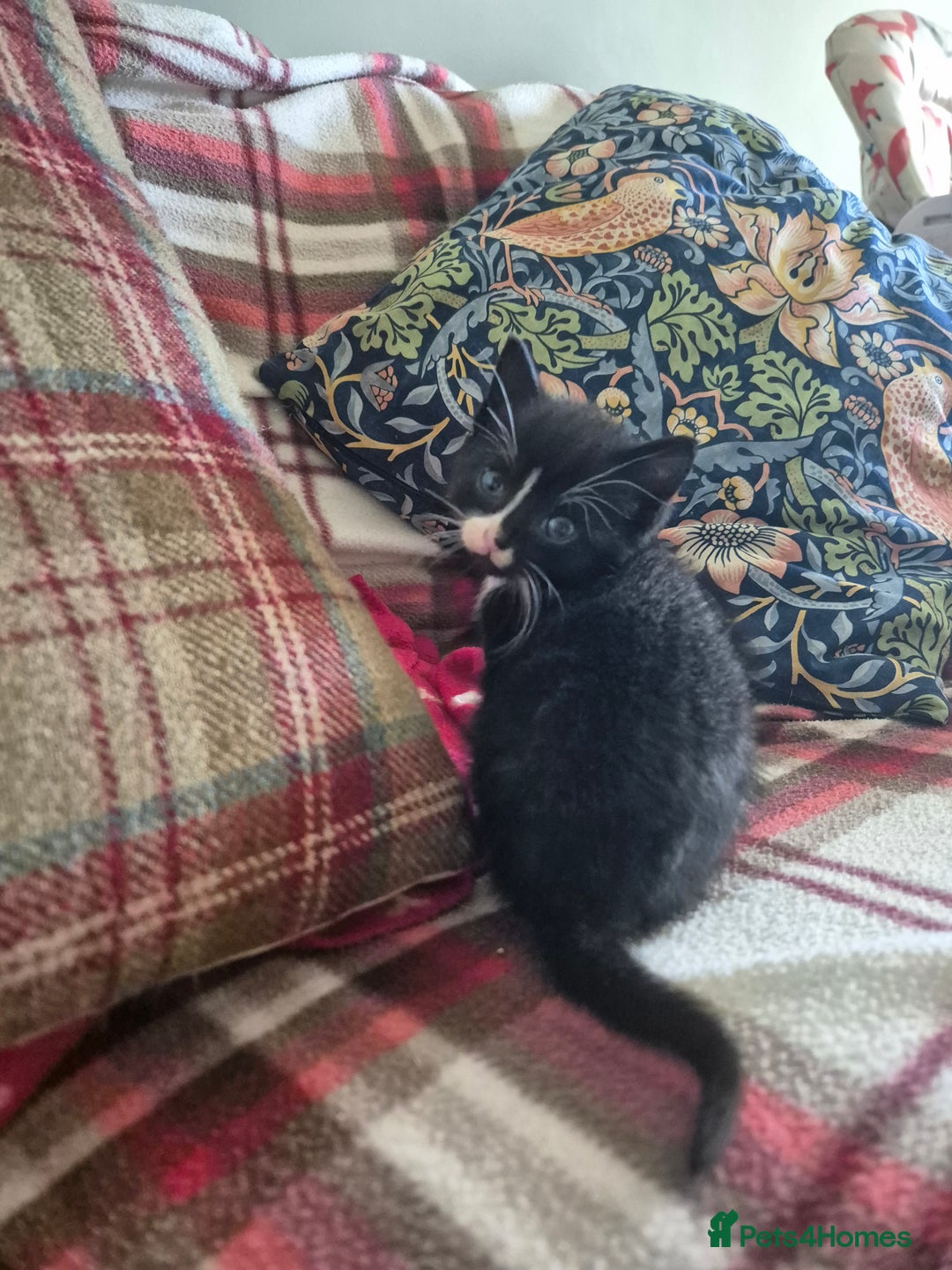 Mixed Breed cats for sale: Beautiful Kittens- Ready Now - Image 6