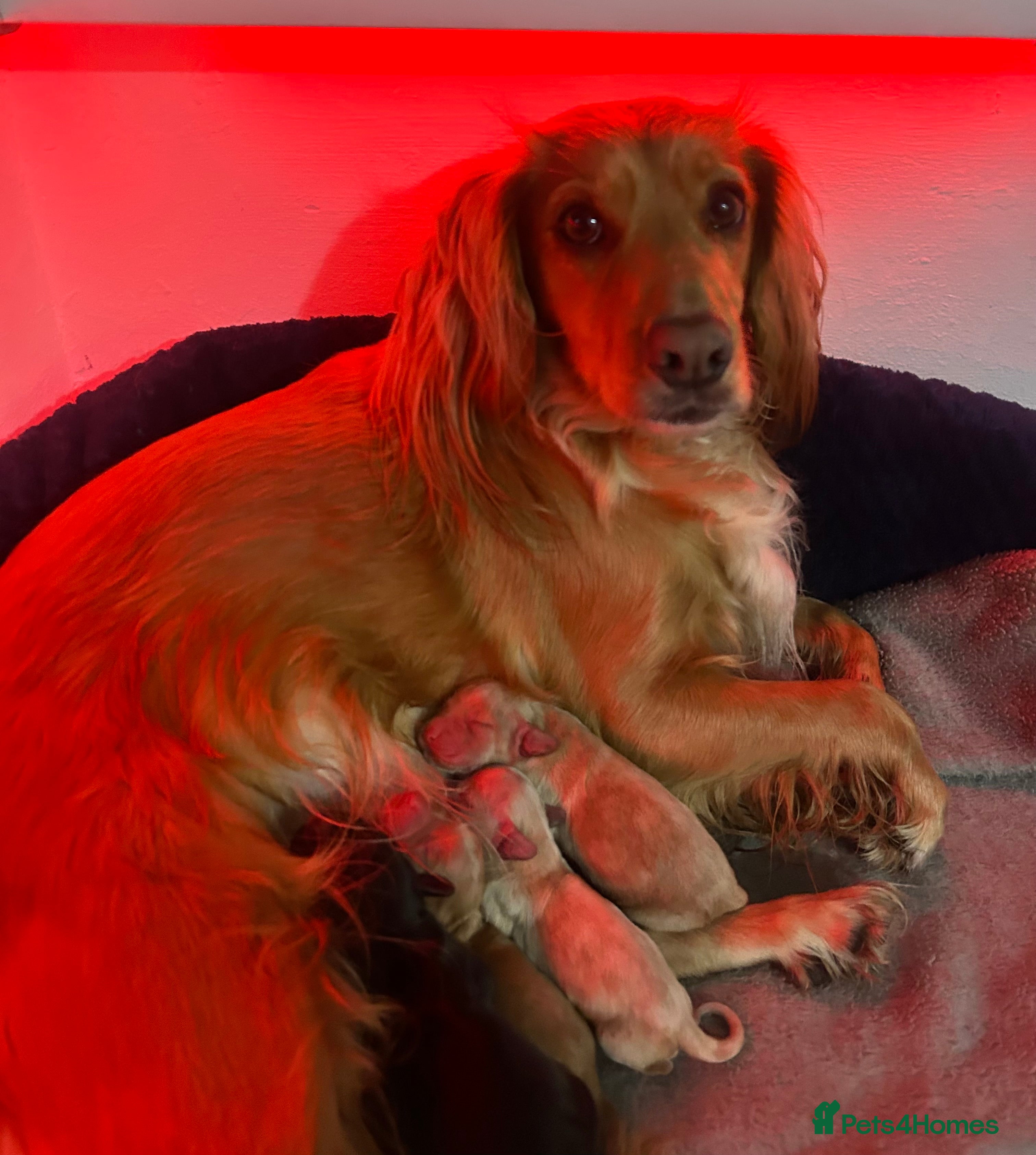 Cocker Spaniel dogs KC registered Working Cocker Spaniels puppys  - Advert 1