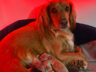 Cocker Spaniel dogs KC registered Working Cocker Spaniels puppys - Advert 1