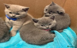 British Shorthair cats for sale: Full Pedigree stunning British Shorthair kittens  - Image 3