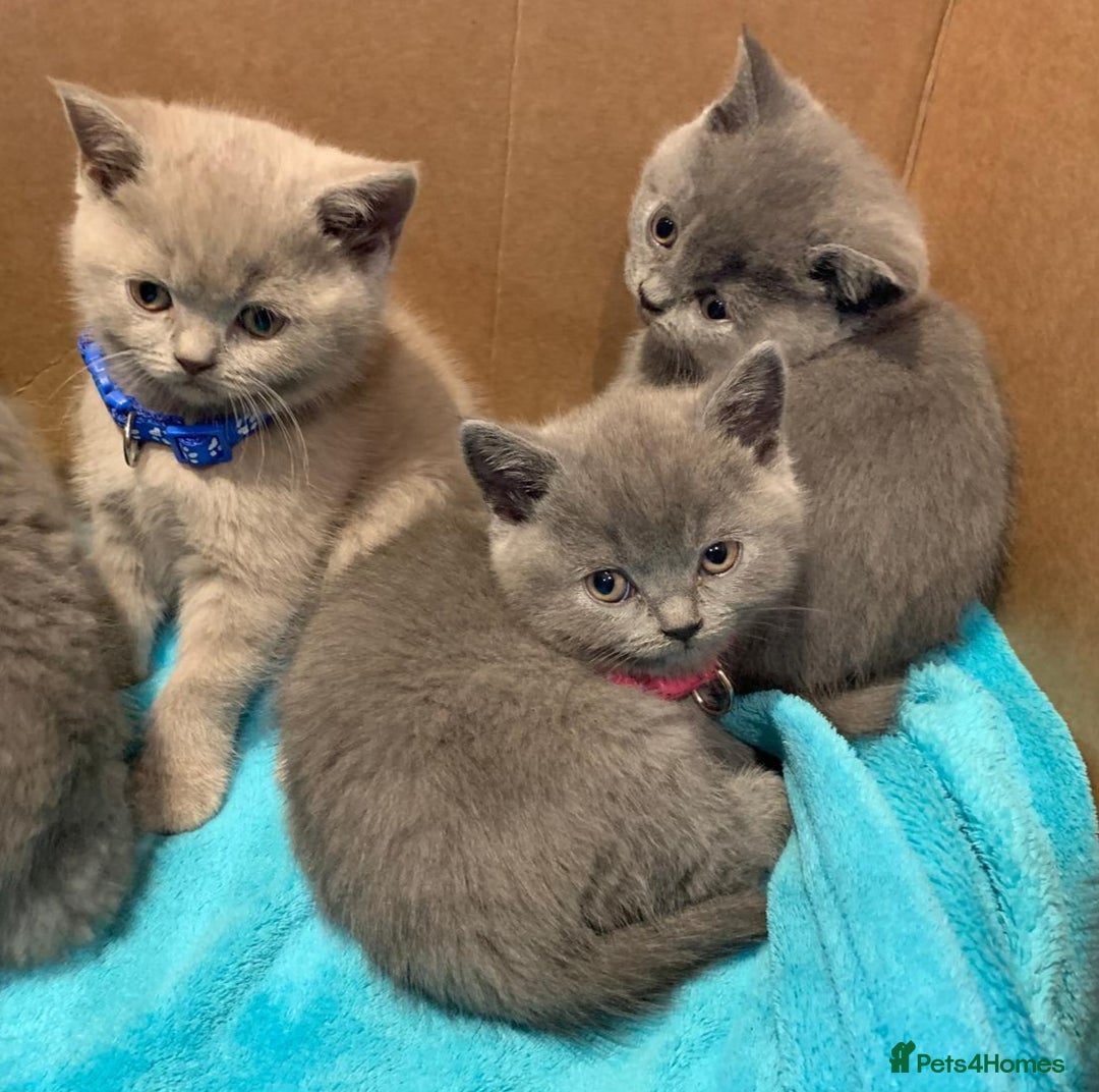 British Shorthair cats for sale: Full Pedigree stunning British Shorthair kittens  - Image 3