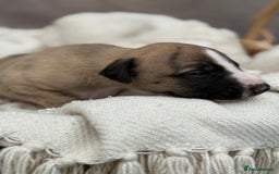 Whippet dogs for sale: Beautiful pedigree whippet puppies  - Image 16