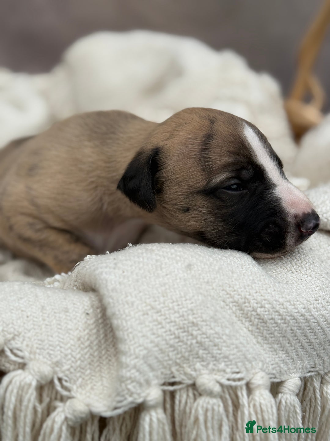 Whippet dogs for sale: Beautiful pedigree whippet puppies  - Image 16