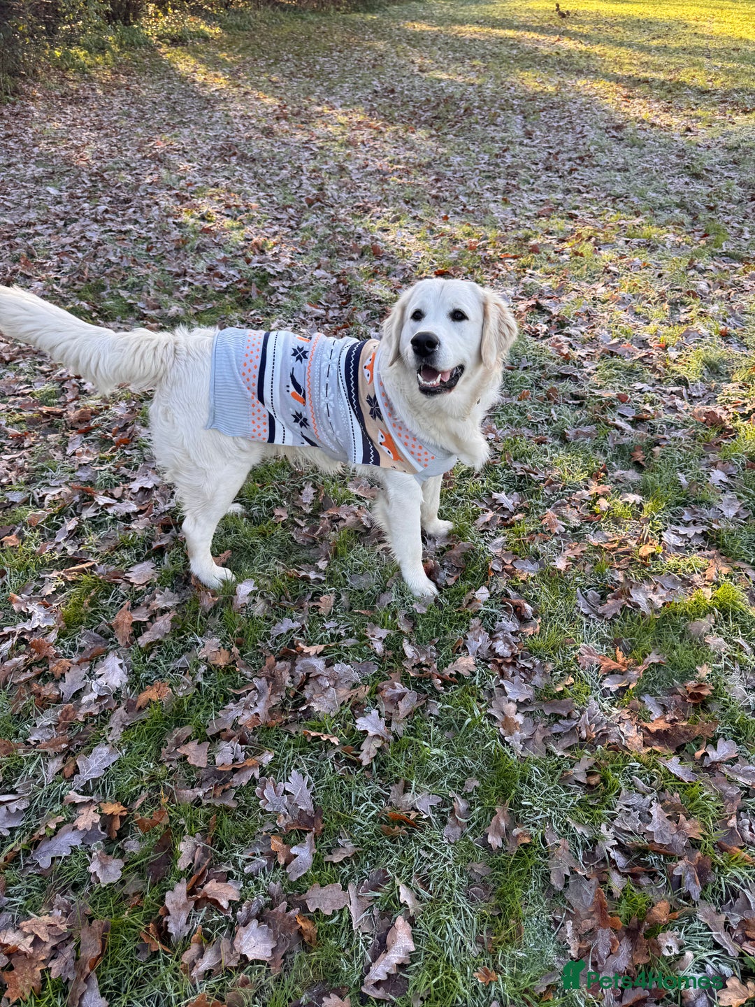 Golden Retriever dogs for stud: Bear -Now available for stud  - Advert 9