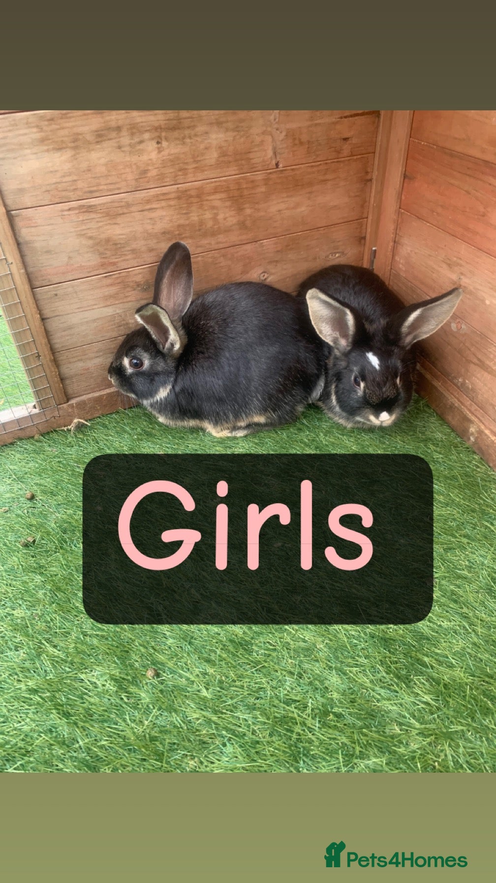 Mixed Breed rabbits Mixed breed  - Advert 23