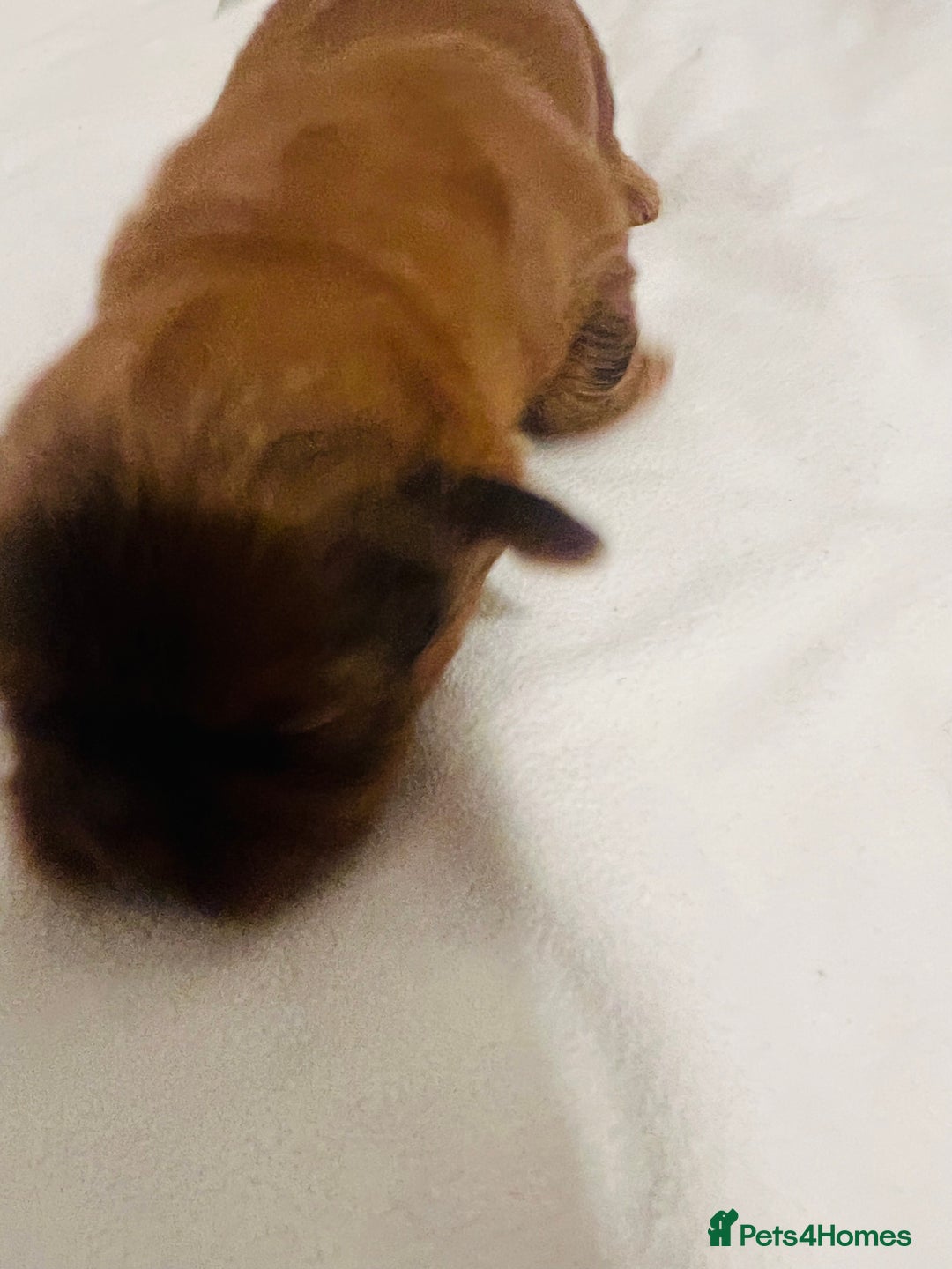 Shih Tzu dogs for sale: KC registered pure breed imperial shihtzu puppies  - Advert 13