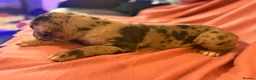 Cane Corso dogs for sale: Cane corso puppies for sale - Advert 4