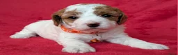 Cavapoo dogs for sale: Adorable Cavapoo Puppies From Licensed Breeder - Advert 35