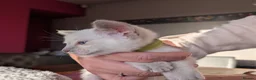 Siamese cats for sale: Beautiful Pure Siamese kittens - Advert 5