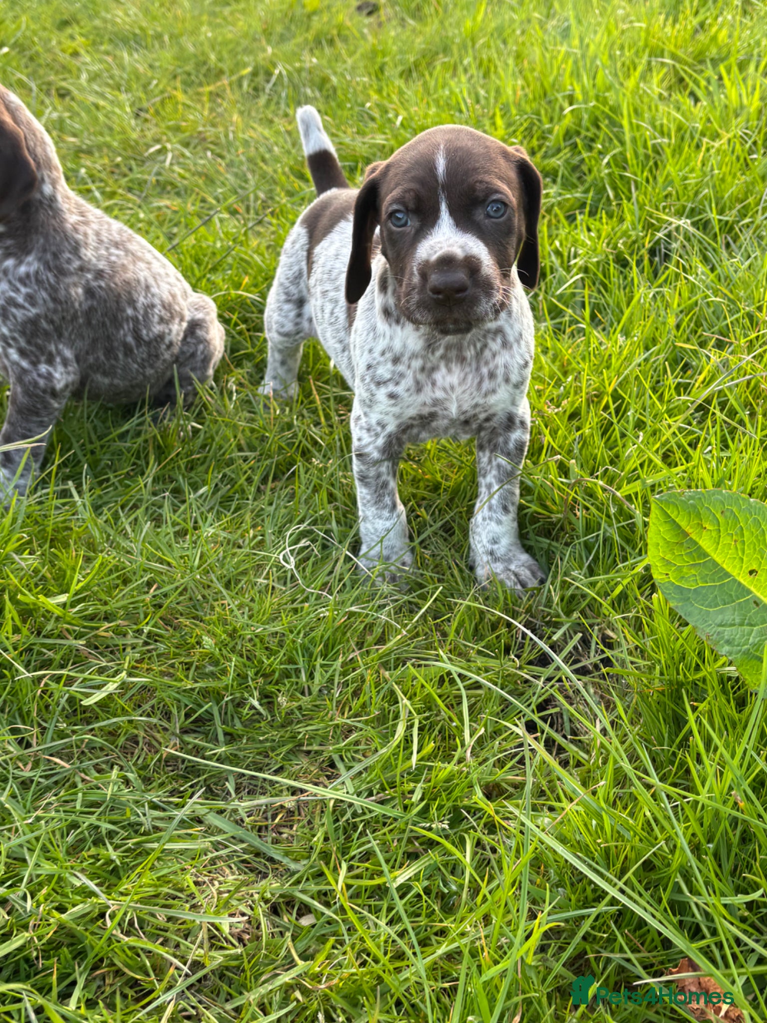 German Shorthaired Pointer dogs Stunning example of KC German Shorthaired Pointers - Advert 4