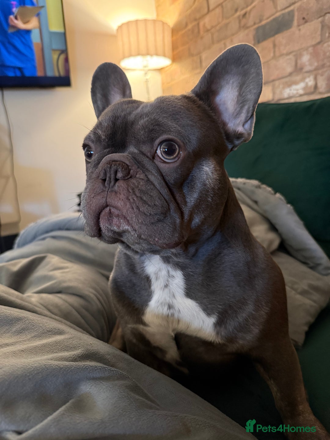 French Bulldog dogs for stud: Blue French Bulldog for STUD - Advert 1