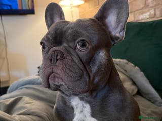 French Bulldog dogs Blue French Bulldog for STUD - Advert 4