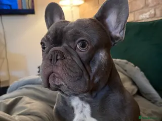 French Bulldog dogs Blue French Bulldog for STUD - Advert 11