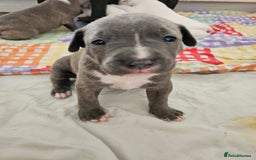 Staffordshire Bull Terrier dogs for sale: RARE CLASSIC MARKINGS - Image 23