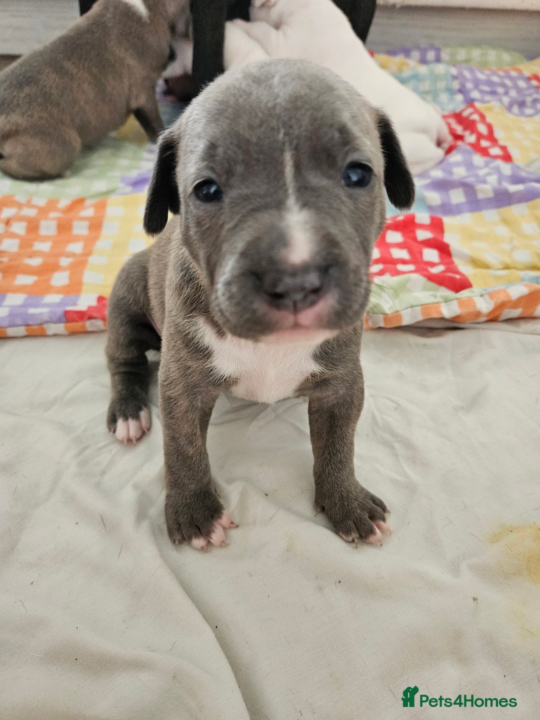 Staffordshire Bull Terrier dogs for sale: RARE CLASSIC MARKINGS - Image 23
