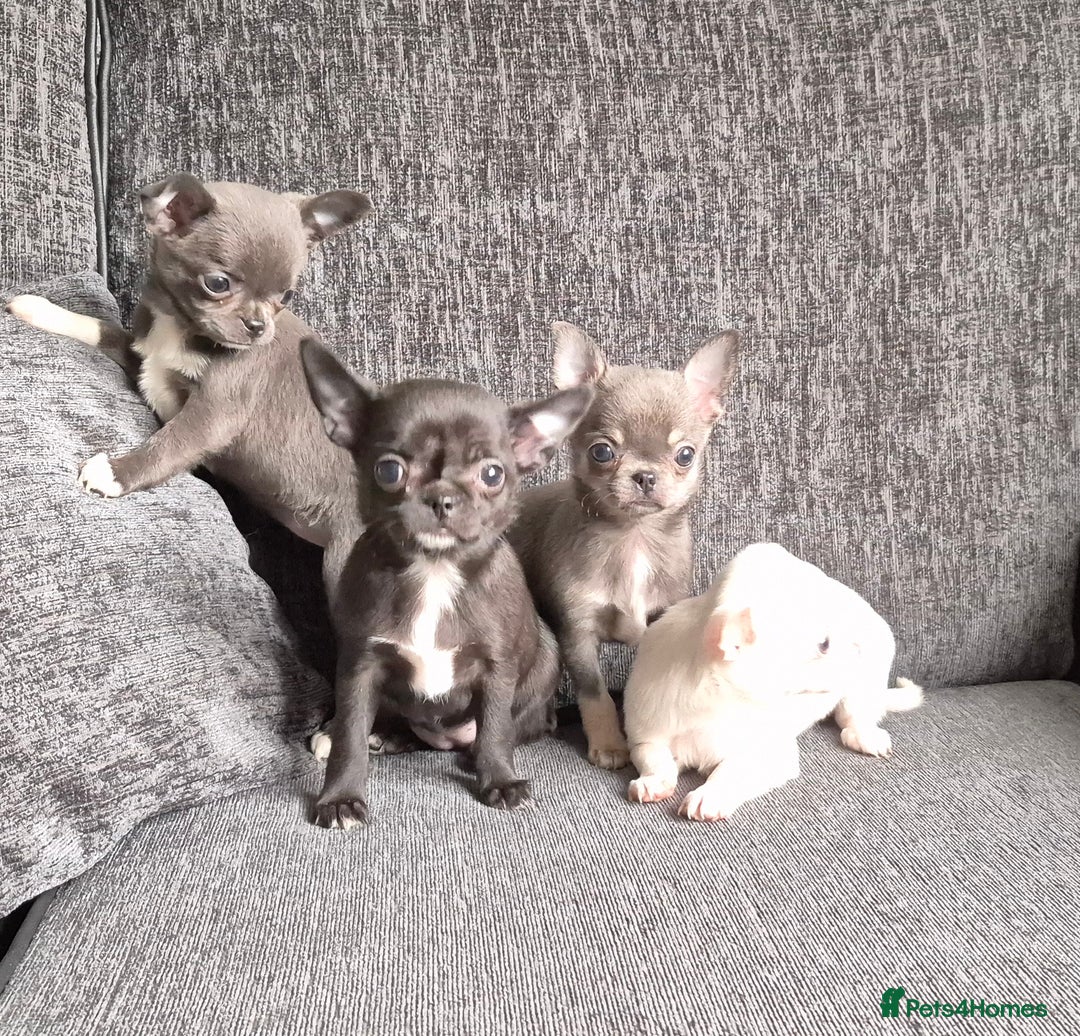 Chihuahua dogs for sale:  🐶 Stunning Chihuahua Puppies 🐶  - Advert 3