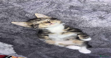 British Shorthair cats Kittens for sale  - Advert 7