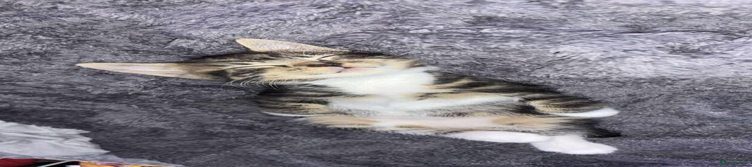 British Shorthair Kitten 1