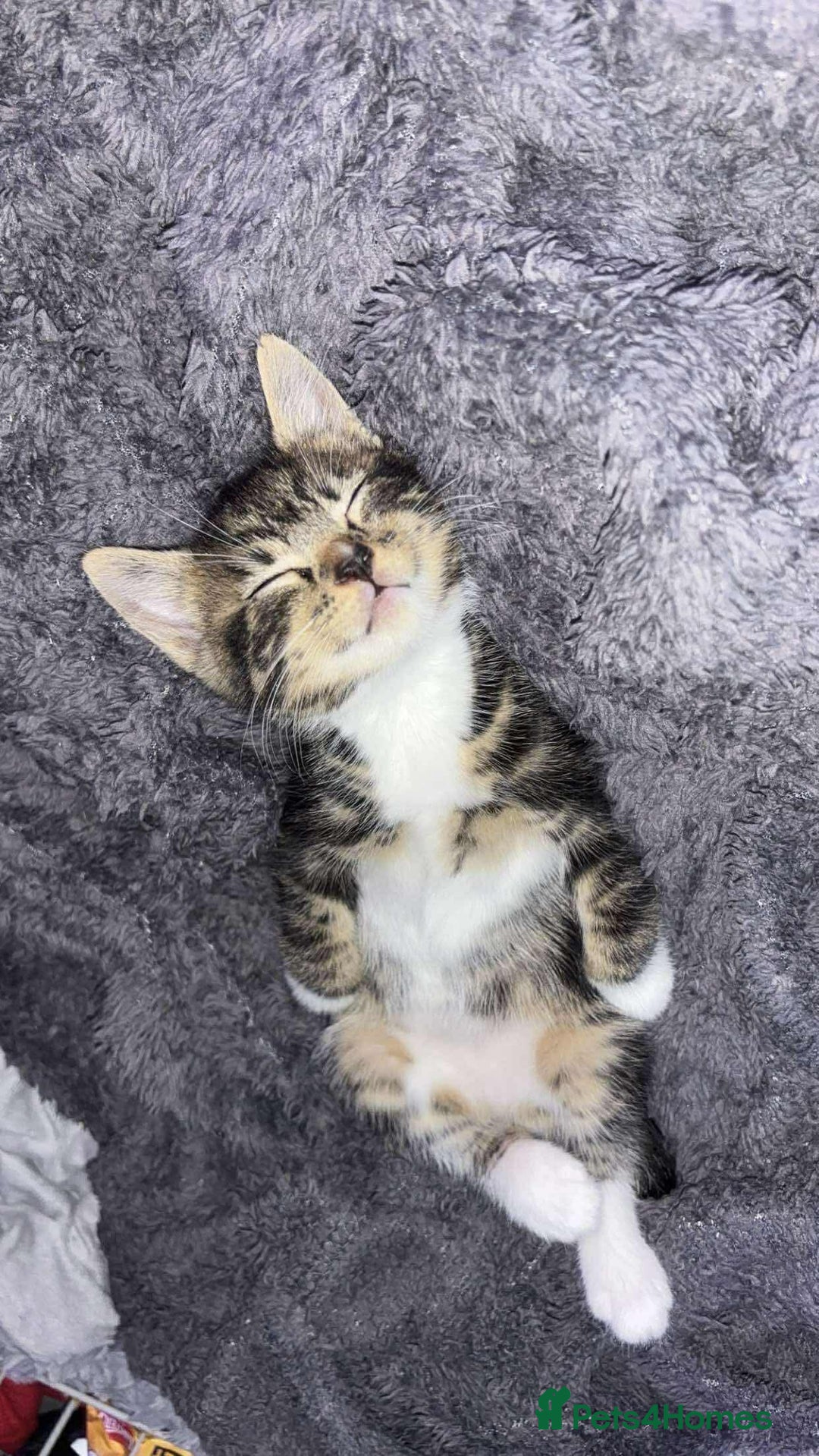 British Shorthair cats for sale: Kittens for sale  - Advert 2