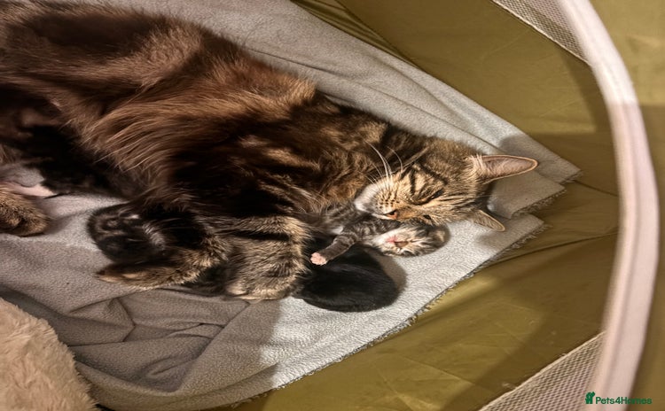 Maine Coon cats - Advert 1