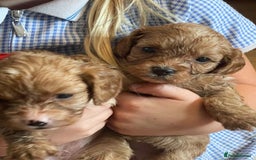 Cavapoo dogs for sale: Adorable toy Cavapoo pups apricot or fox red  - Image 16