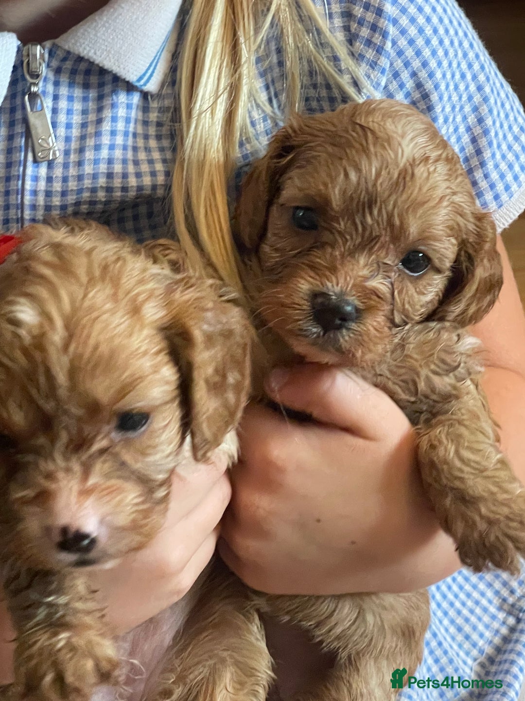Cavapoo dogs for sale: Adorable toy Cavapoo pups apricot or fox red  - Image 16