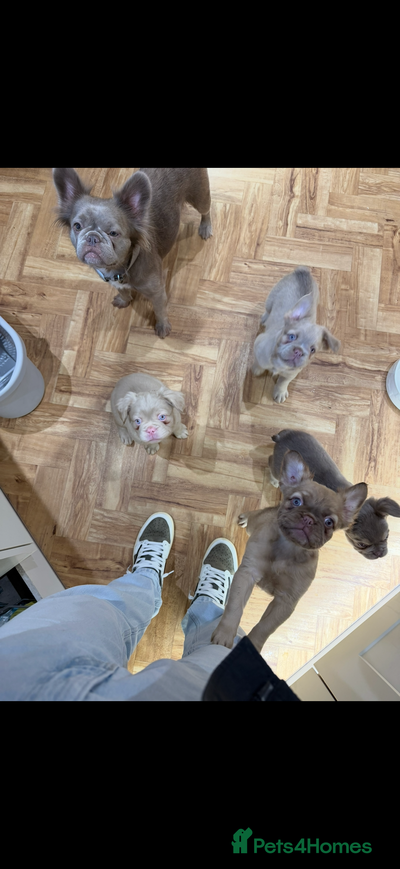 French Bulldog dogs Fluffy frenchbulldogs for sale  - Advert 3