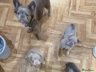 French Bulldog dogs Fluffy frenchbulldogs for sale - Advert 3