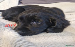 Sprocker dogs for sale: Sprocker puppies  - Image 13
