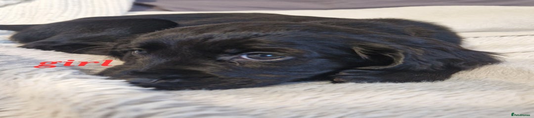 Sprocker Puppy 7