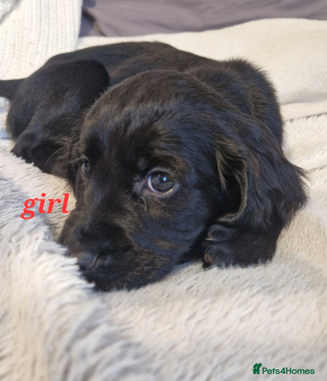 Sprocker dogs for sale: Sprocker puppies  - Image 13