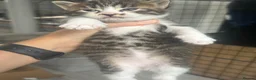 Siberian cats for sale: X4 fluffy Siberian x tabby kittens  in Romford - Advert 19