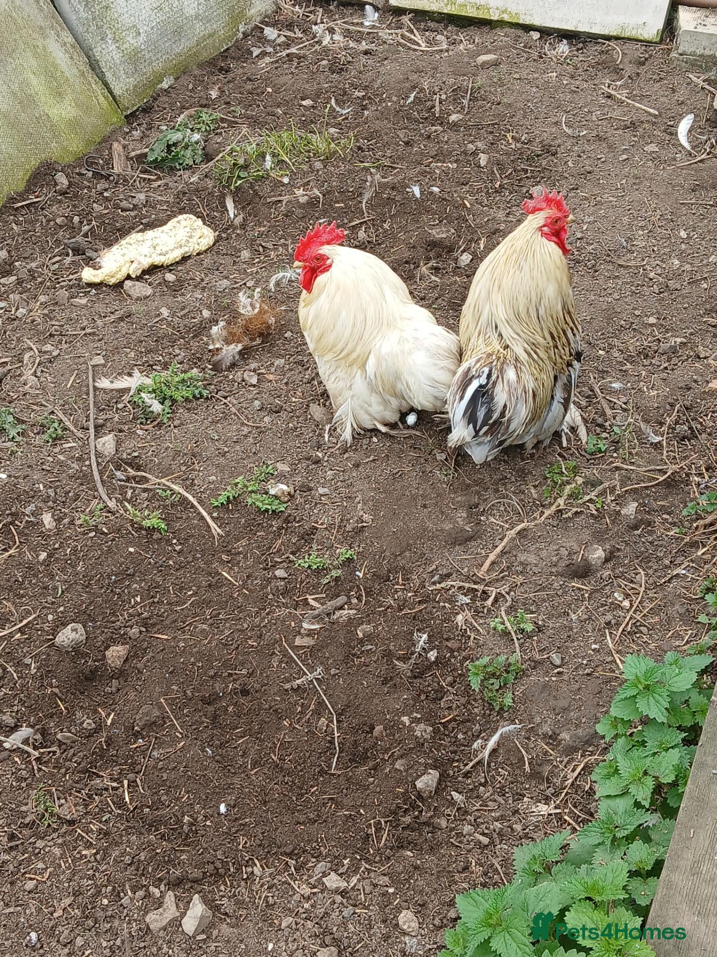 Chickens poultry 3 pekin bantam cockerals  - Advert 2