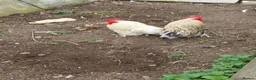 Chickens poultry for sale: 3 pekin bantam cockerals  - Advert 2