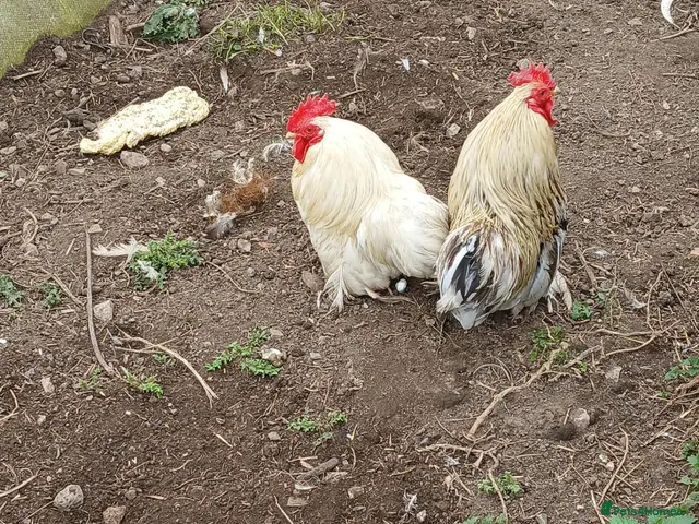 Chickens poultry 3 pekin bantam cockerals - Advert 2